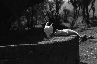 Diversità in tranquillità