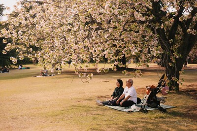 Una coppia osserva i ciliegi in fiore al parco di Shinjuku a Tokyo