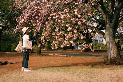 Una donna osserva i ciliegi in fiore al Parco Shinjuku a Tokyo
